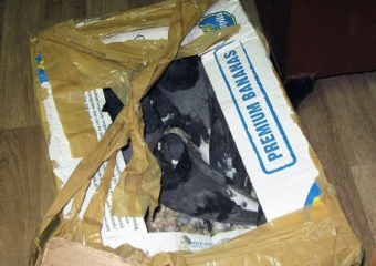 Молдаванин попытался ввезти контрабандой в Москву 20 голубей