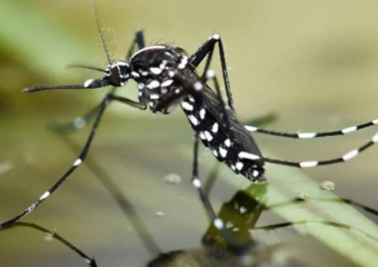 В Молдове появился опасный азиатский тигровый комар