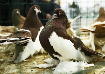 Сотни гостей и десятки пород: в Сороках прошла выставка птиц и животных