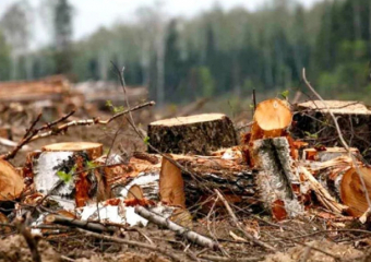 В Молдове рьяно вырубают леса: всему виной энергетический кризис