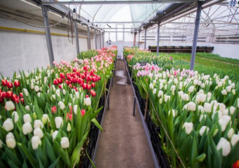 В теплицах под Яловенами распустились тюльпаны посреди зимы