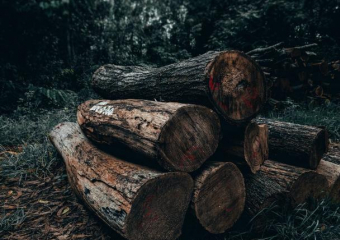 В Молдове лес будут вырубать на дрова – экологи в ужасе