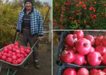 Двое супругов собрали полтонны гранатов с собственной плантации в Слободзее