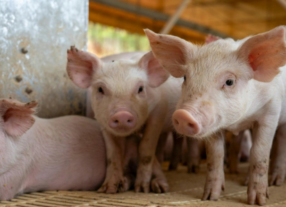 Шокирующее преступление в Новоаненском районе: фермер и его сожительница подозреваются в убийстве трех мужчин и кормлении свиней их телами