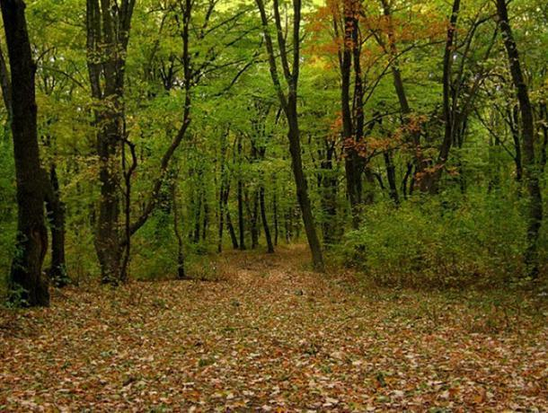 Количество лесов в Молдове увеличивается последние 20 лет