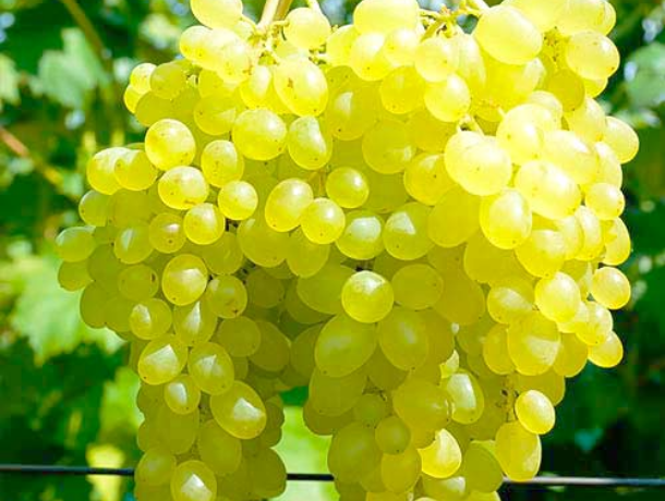 Молдова способна обогнать Турцию по ранним сортам винограда
