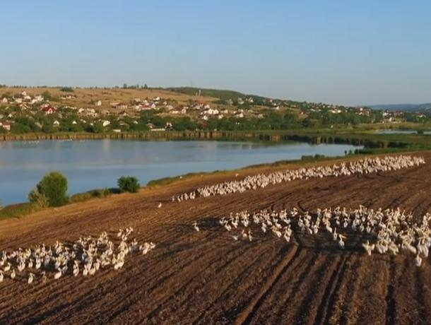 Красивое зрелище под Кишиневом - сотни пеликанов остановились передохнуть на озере