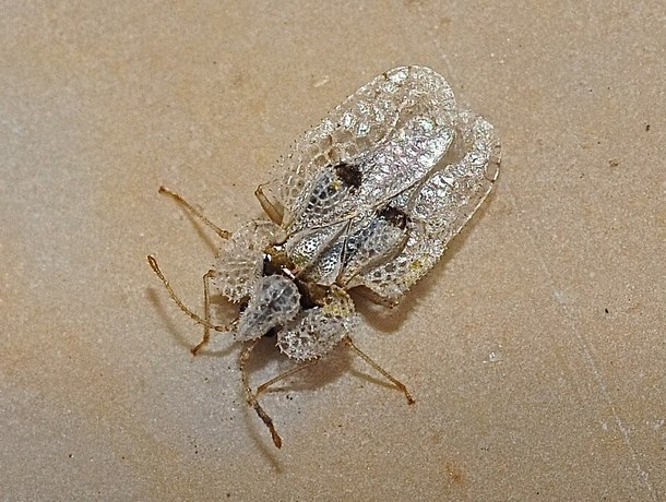 Кишинёв атакуют неизвестные насекомые – насколько они опасны для человека