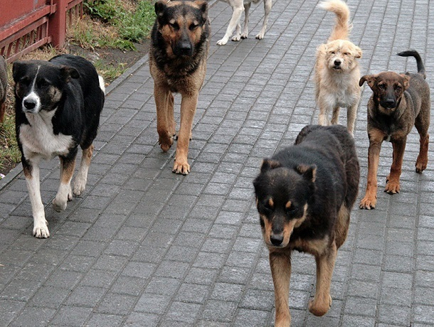 «Золотые блоховозы»: примэрия Бельц тратит огромные деньги на отлов собак