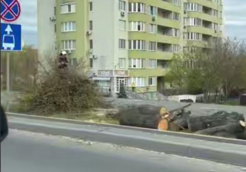 Вырубка деревьев на бульваре Ренаштерий вызвала недовольство жителей: мэрия дала разъяснения