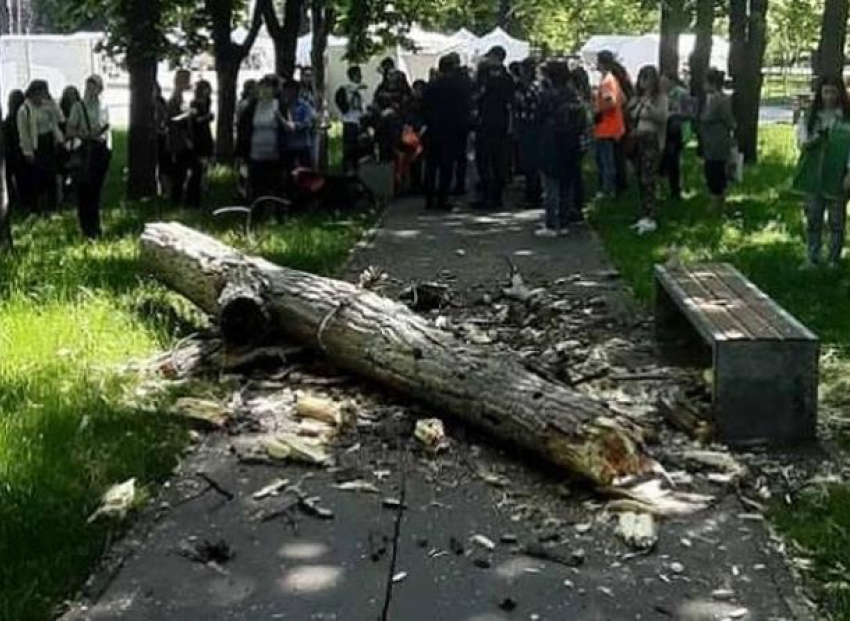 Бригадир Ассоциации по уходу за зелеными насаждениями осужден условно за смерть ребенка в парке «Алунелул»