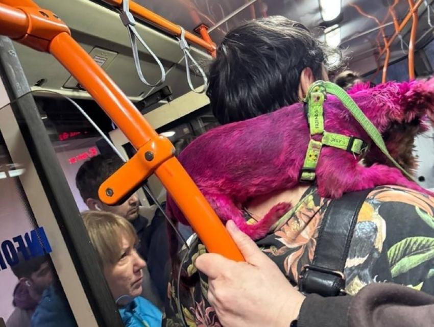 В Кишиневе заметили попрошайку с розовой собакой