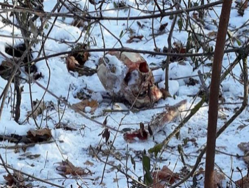 Жуткая находка в Кишинёве – в чеканском лесу обнаружен череп 