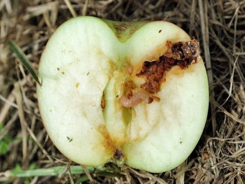 Более 20 тонн молдавских яблок с плодожоркой не пустили в Россию