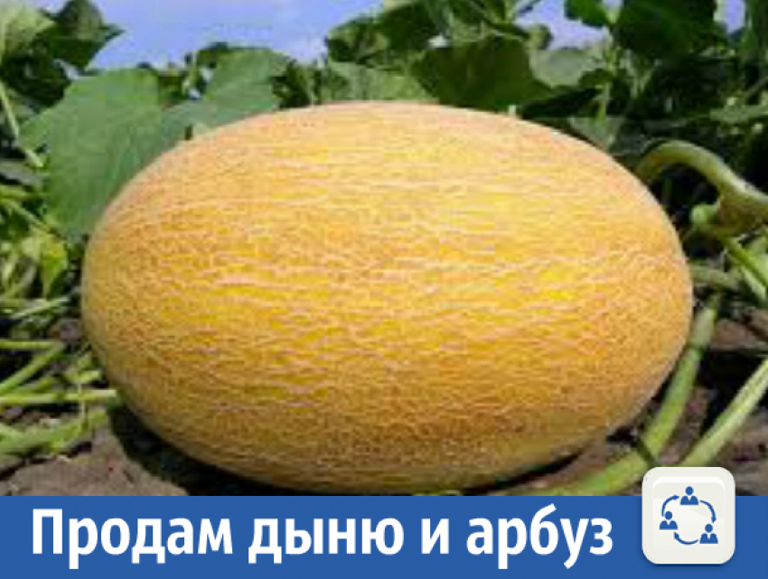 Арбузы и дыни оптом и в розницу