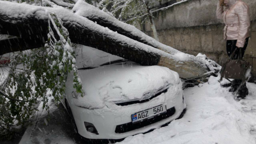Не те деревья пилят: десятки автомобилей в Кишиневе повреждены сломанными ветками