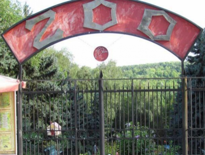 Житель Кишинёва крайне обеспокоен судьбой медведей из кишинёвского зоопарка