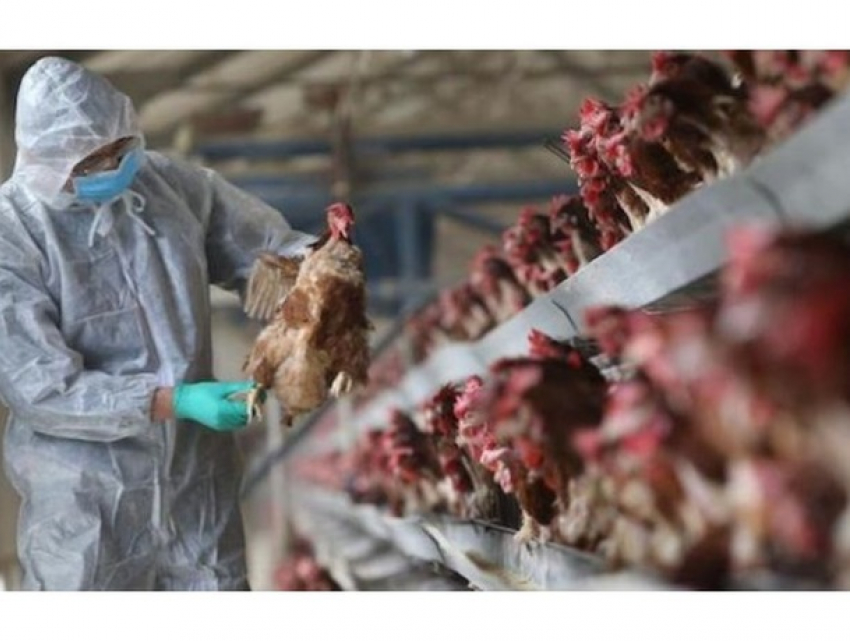 На запад Молдовы нагрянул птичий грипп