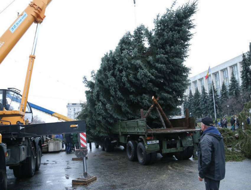 Новую главную ёлку Молдовы вместо облезлой «украинки» установила на площади Сильвия Раду