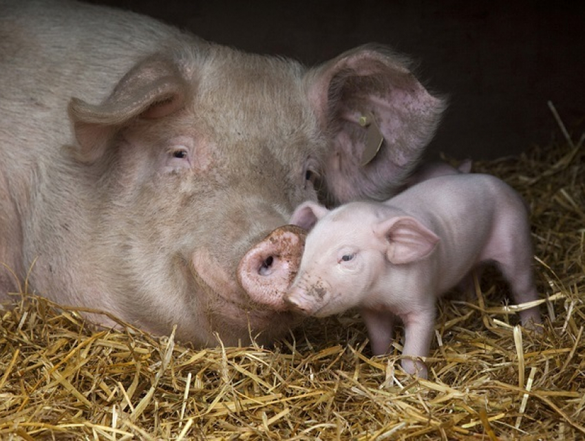 Китай запретил ввоз молдавской свинины