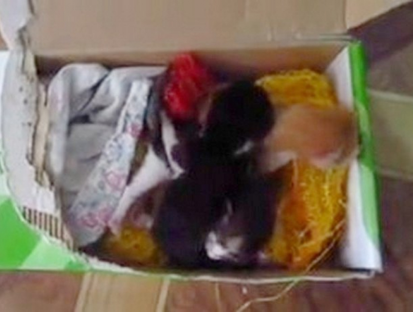 Новорожденных котят, выброшенных в мусорный контейнер, спасла жительница Кишинева