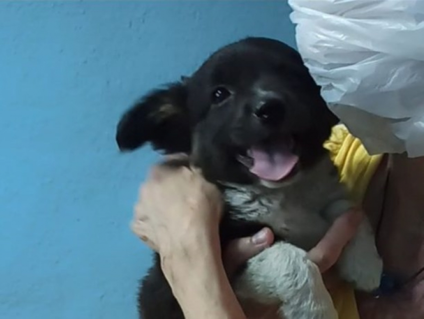Разоблачение «попрошайки» с собакой - ее оштрафовала полиция
