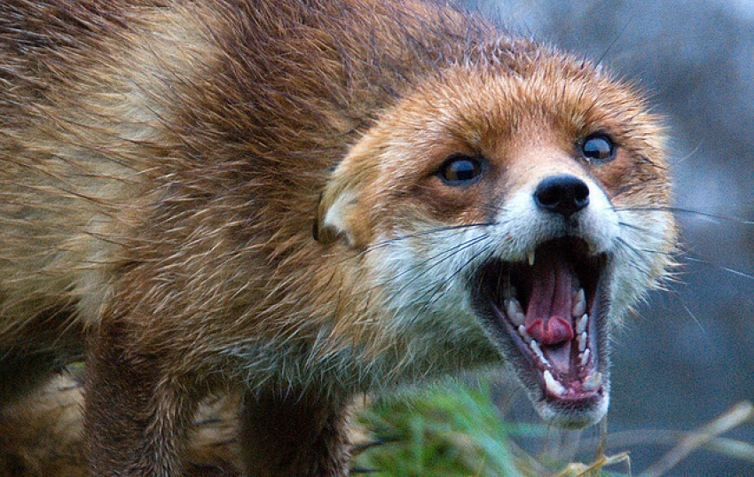 В Слобозийском районе расплодившиеся лисы угрожают безопасности людей