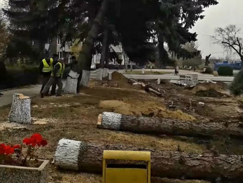Варварство в Унгенах - в центре города спилили многолетние ели