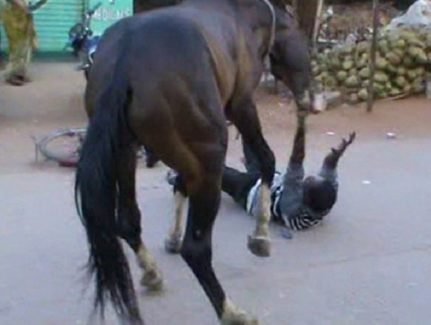 Мстительный конь жестоко покусал и избил своего хозяина-румына