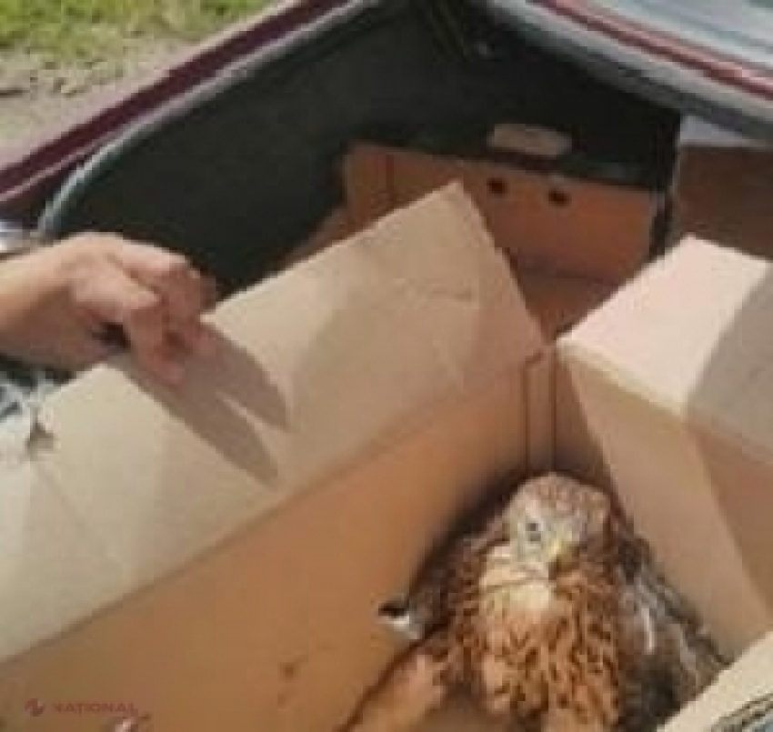 Житель Оргеева пытался продать в Интернете редкую краснокнижную птицу
