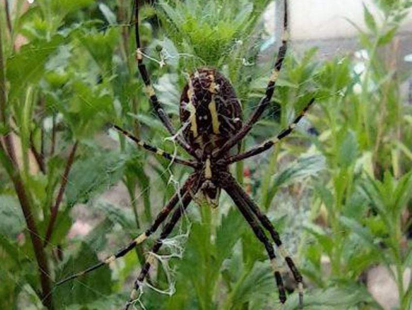 В Приднестровье появились паук Аргиопа Брюнниха или паук-оса