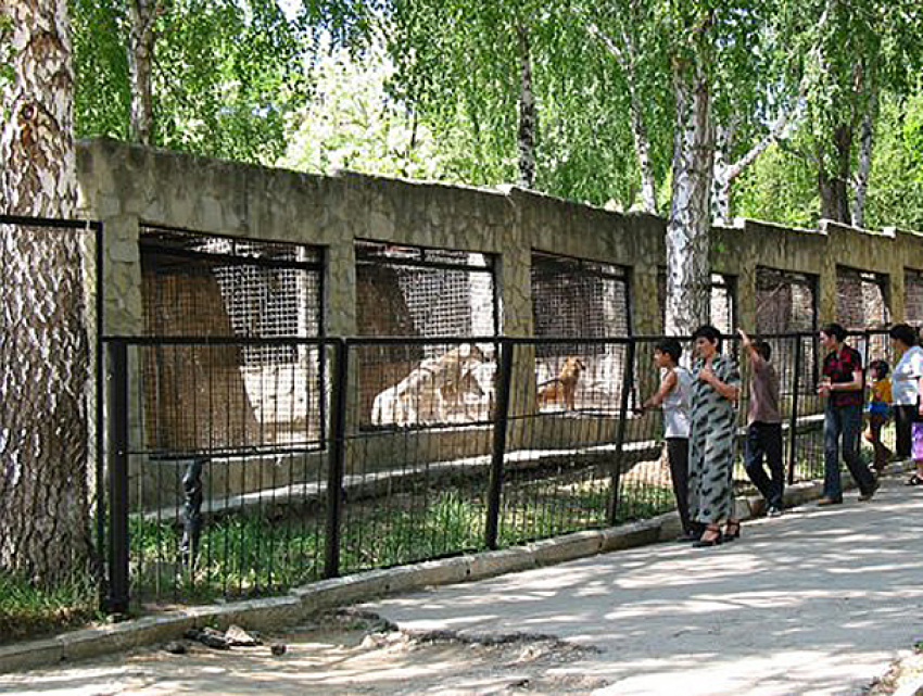 Разбитые за 30 лет дороги и тротуары спровоцировали закрытие кишиневского зоопарка 