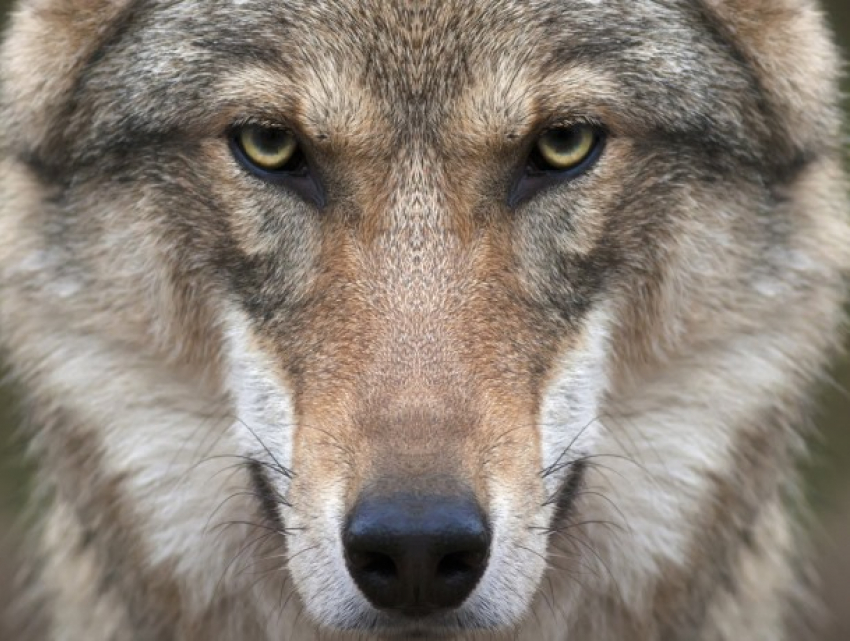 В Кицканах сообщили о нападении волков