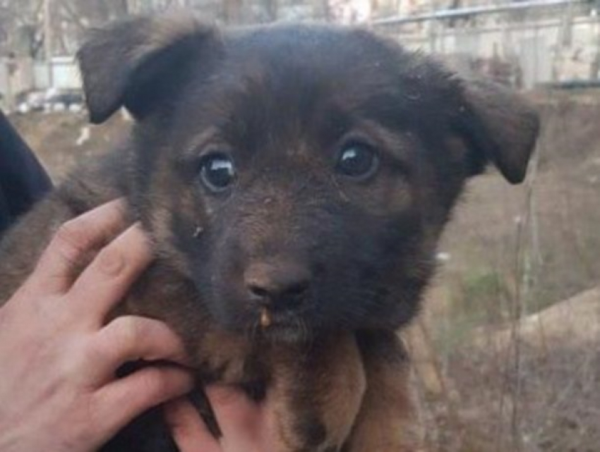Спецоперация в Кишиневе: из трубы спасли щенка