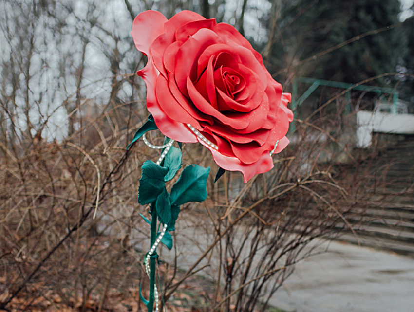 Распустившаяся роза размером больше человеческой головы удивила прохожих в столичном парке 