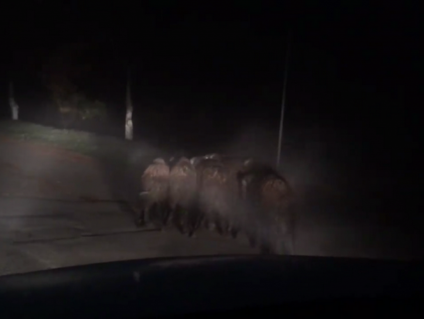 Кабанов, спокойно прогуливавшихся по улице Кишинева, сняли на видео 
