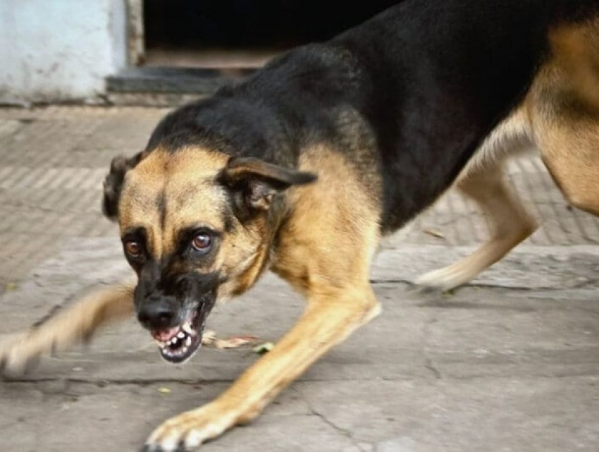 Число укусов собак в столице выросло почти вдвое