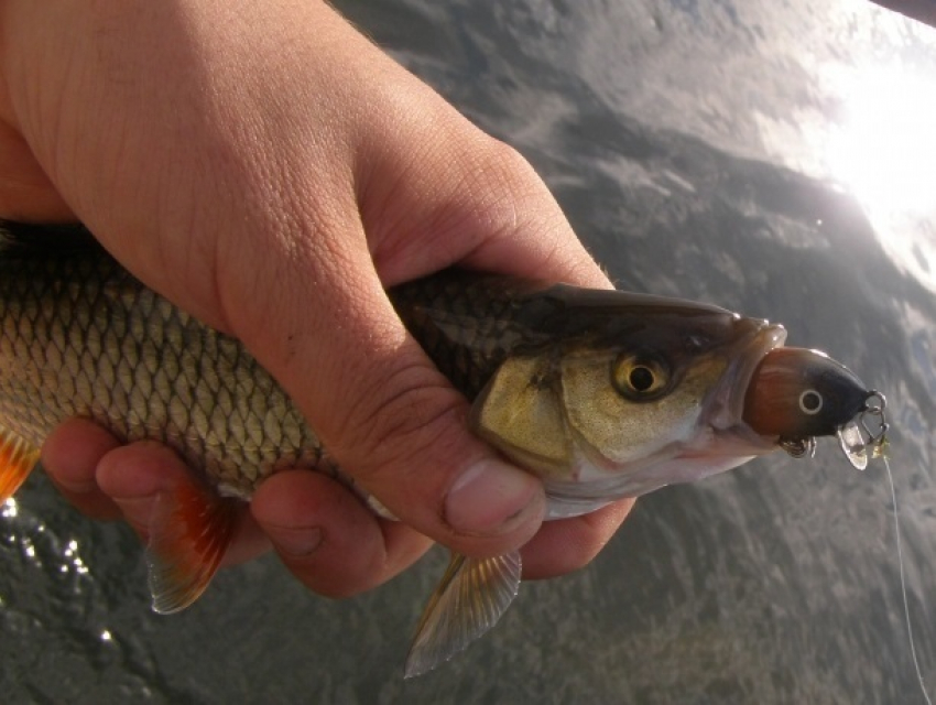 Запрет на ловлю рыбы ввели на всех крупнейших водных объектах Молдовы