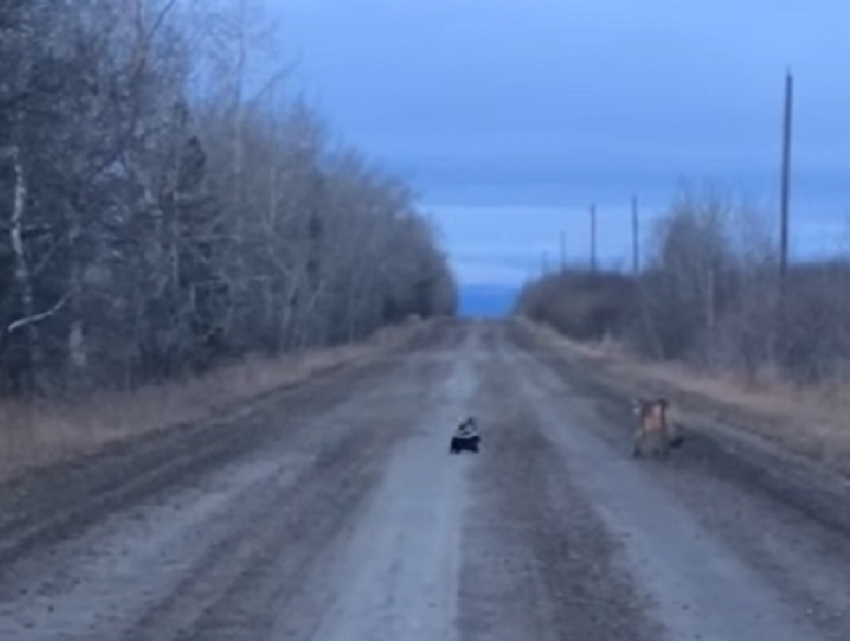 Скунса, прогнавшего горного льва с дороги, показали на видео