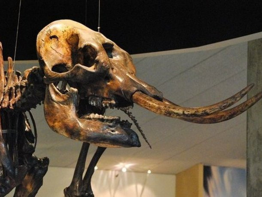Уникальная археологическая находка:  в Теленештах обнаружили зуб мастодонта 
