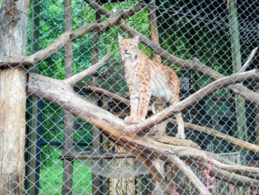 В Кишиневском зоопарке - заметное пополнение из редких животных