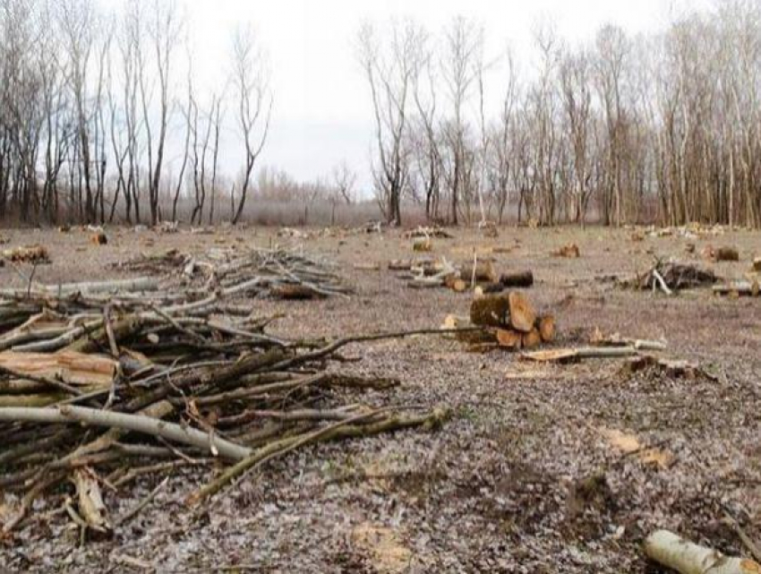 Сотрудники НЦБК задержали четверых человек, занимавшихся «чёрными лесозаготовками"