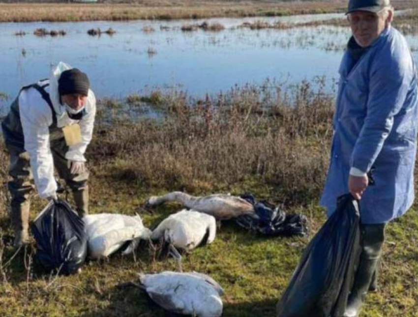 50 мертвых лебедей обнаружили во Флорештском районе