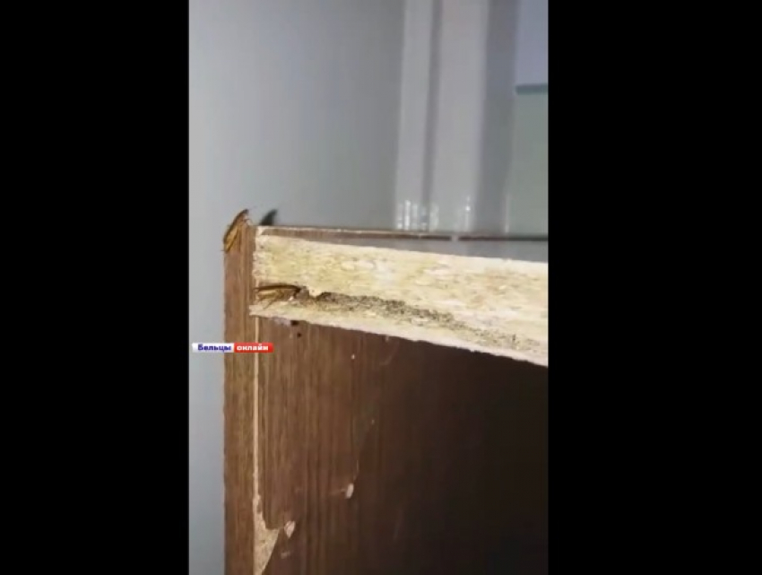 Тараканы наводнили больницу в Бельцах