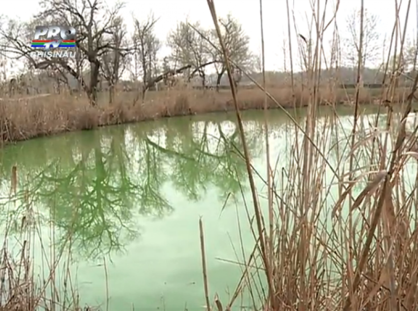 Жидкость зеленого цвета с неприятным запахом вылили в озеро одного из столичных парков 