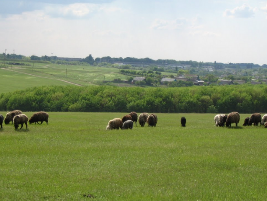 Село Карагасань стало лидером по количеству больных COVID-19 среди молдавских сел
