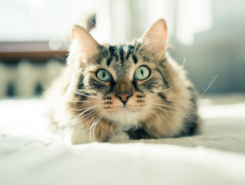 В Бендерах ссора из-за кота закончилась заявлением в милицию