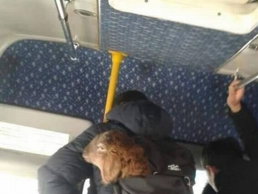 Лапшеснималочная: откуда на самом деле была перевозимая в рюкзаке в маршрутке овца?