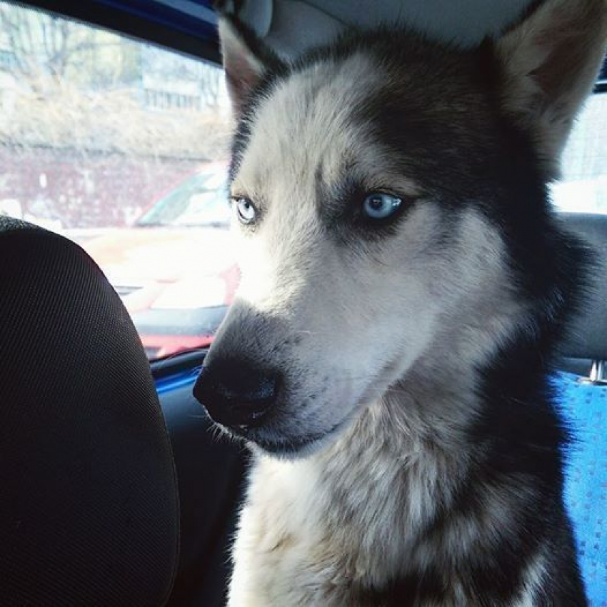 Новогоднее чудо в Кишиневе: пёс Дэйк вернулся в семью спустя два года безуспешных поисков 