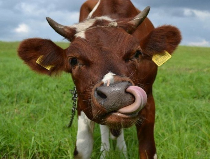 Продажей рогатого скота занялся ликвидируемый Banca de Economii 